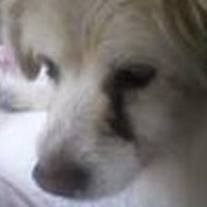 Meet your Posher, Carol